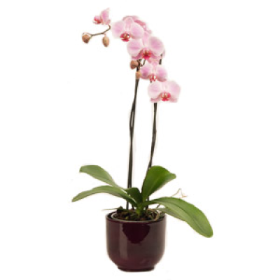 Plant - Plants - subject to availability. Please check with florist.