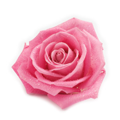 Florist Choice - A gift of flowers using the best blooms of the day chosen by your florist.